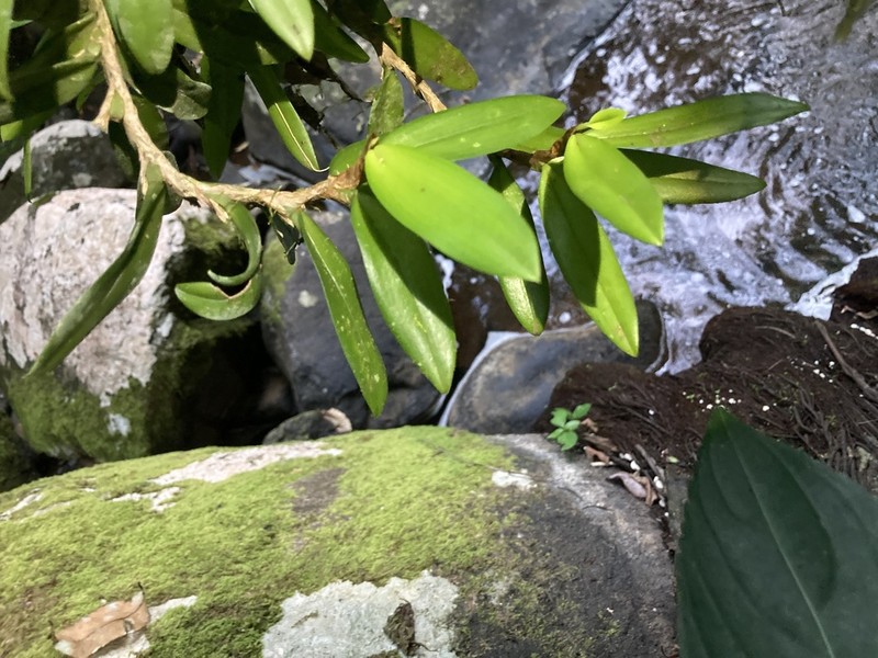 Bulbophyllum radicans photo 8