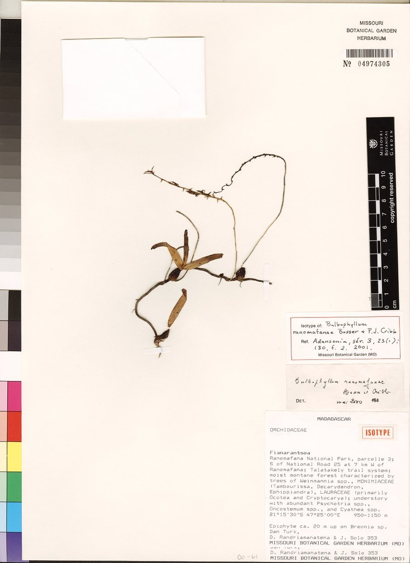 Bulbophyllum ranomafanae