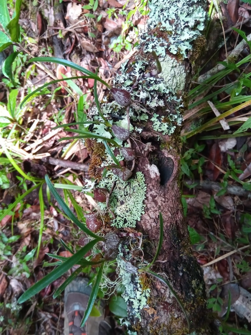 Bulbophyllum rauhii photo 2