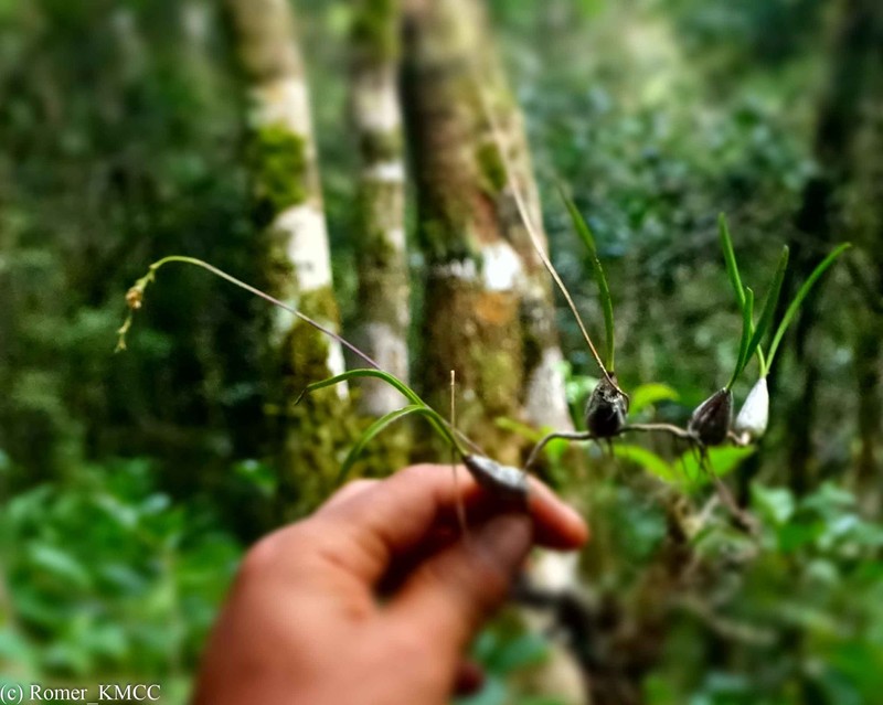 Bulbophyllum rauhii photo 3