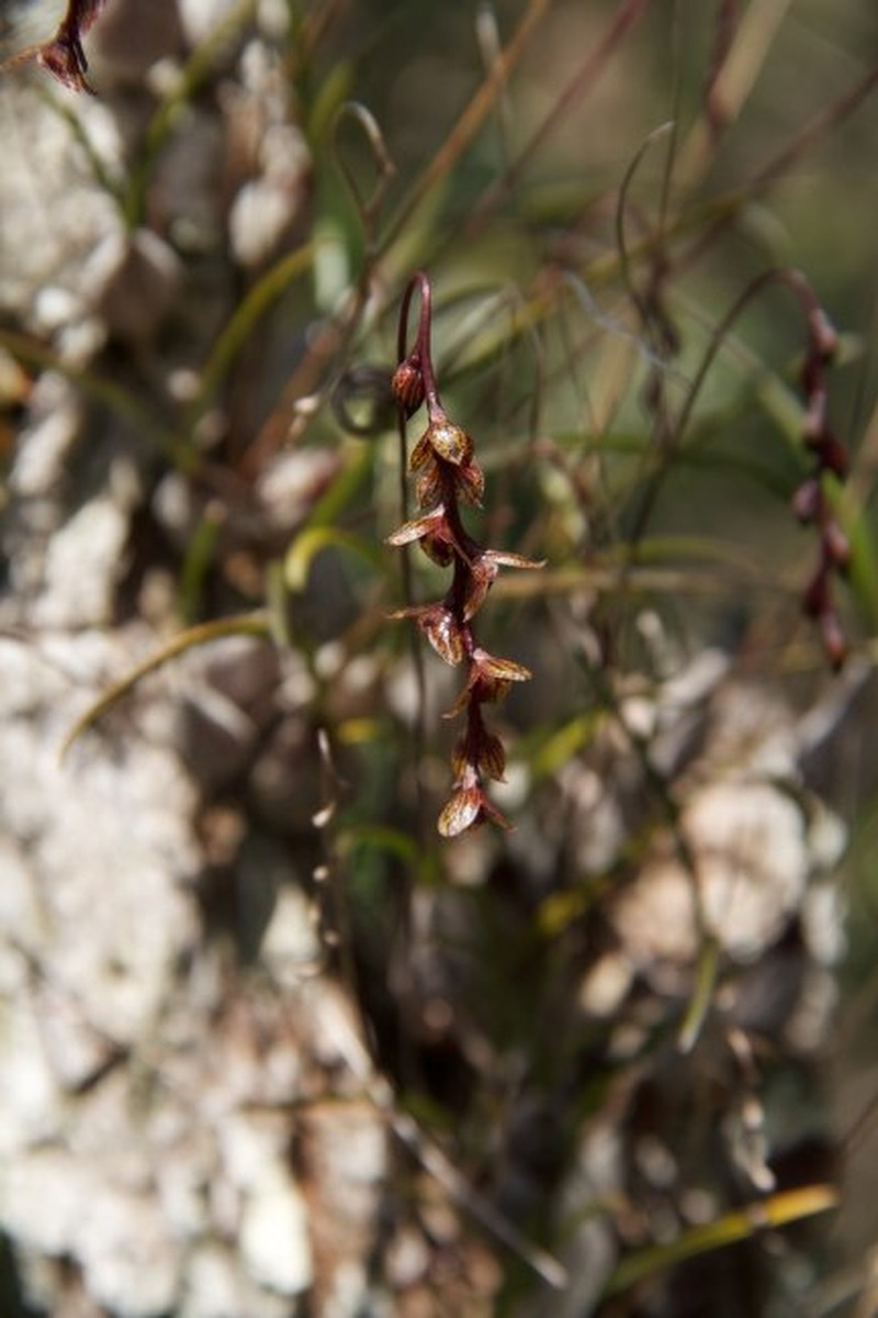 Bulbophyllum rauhii photo 4