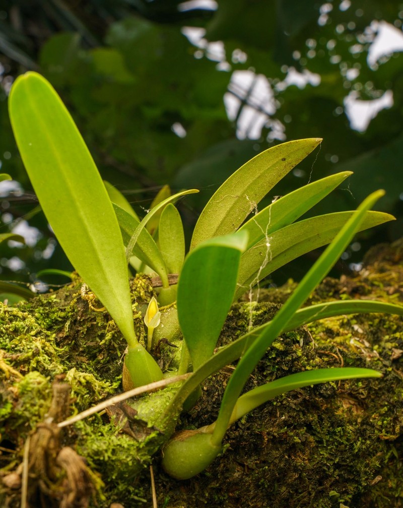 Bulbophyllum raulersoniae