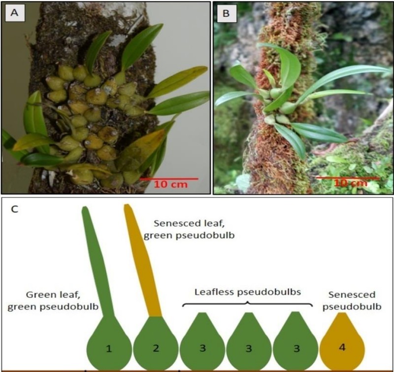 Bulbophyllum raulersoniae photo 2