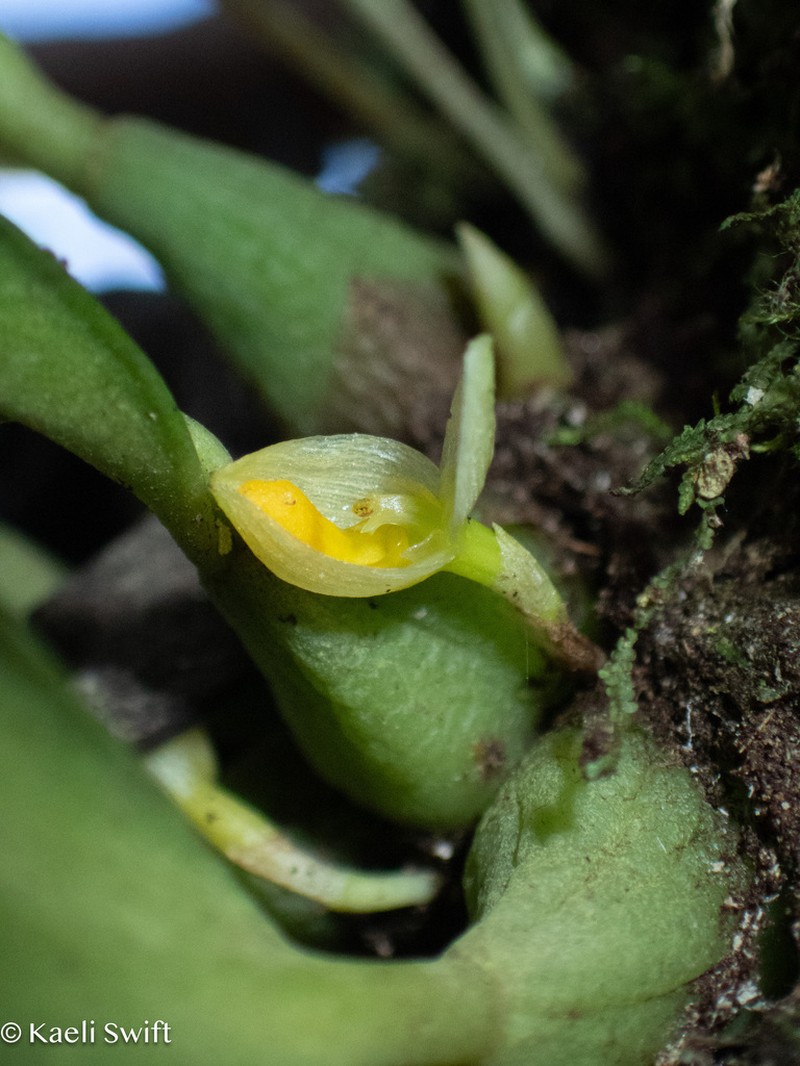 Bulbophyllum raulersoniae photo 3