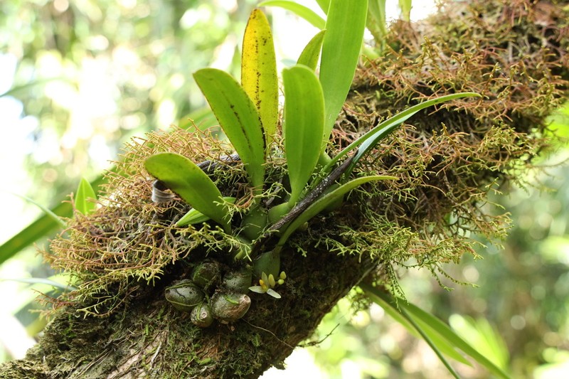 Bulbophyllum raulersoniae photo 4