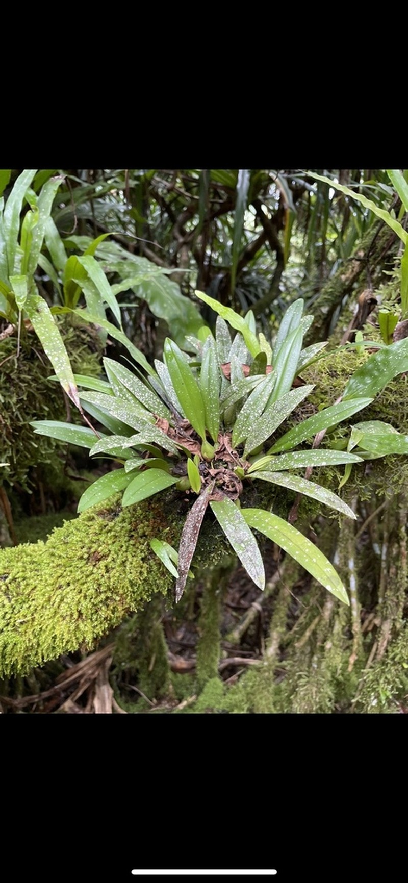 Bulbophyllum raulersoniae photo 5