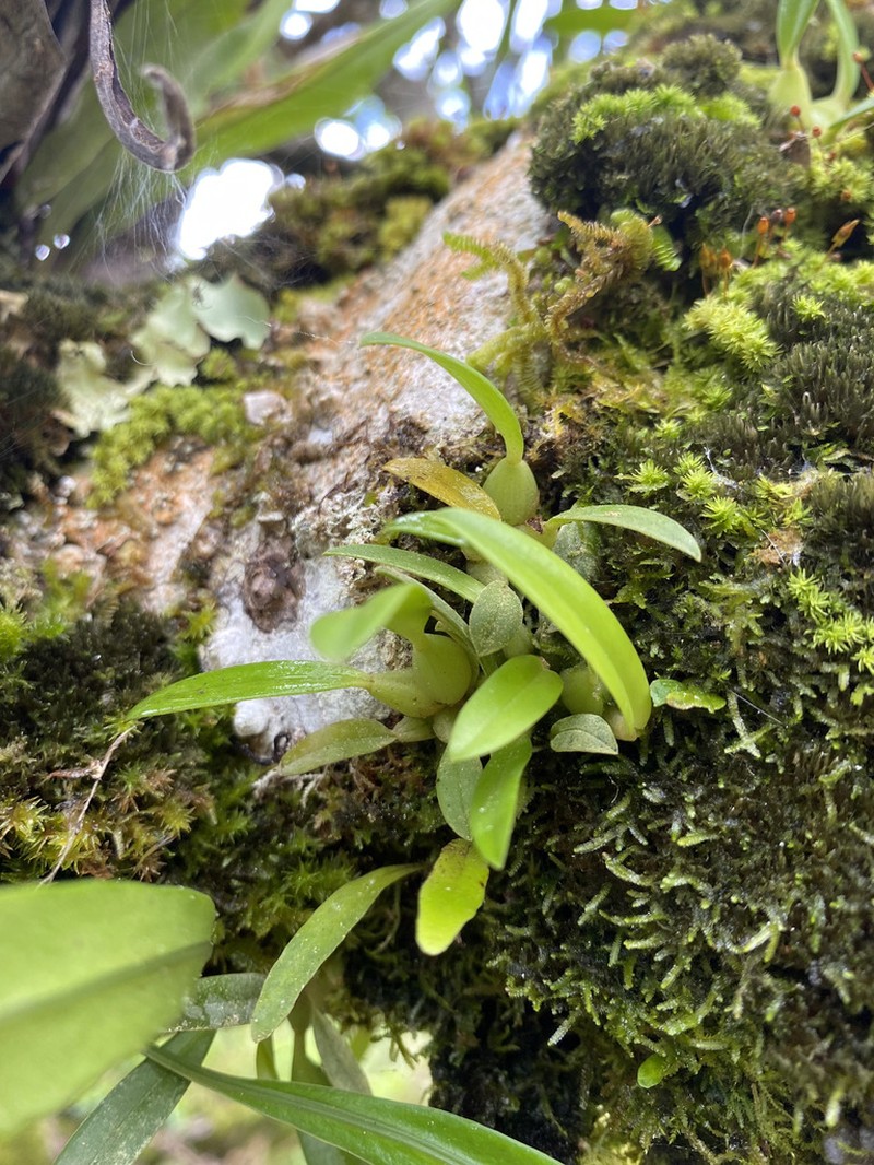 Bulbophyllum raulersoniae photo 6