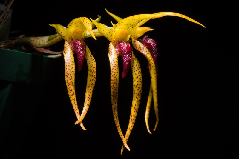 Bulbophyllum recurvilabre