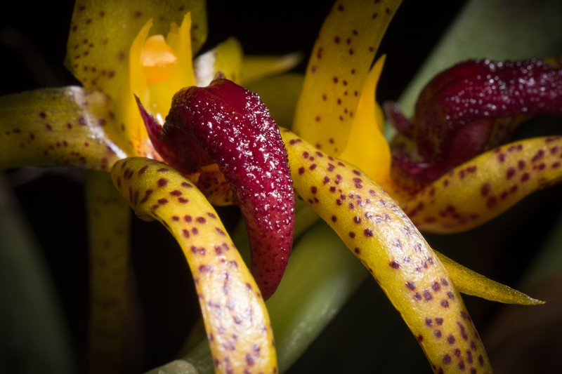 Bulbophyllum recurvilabre photo 2