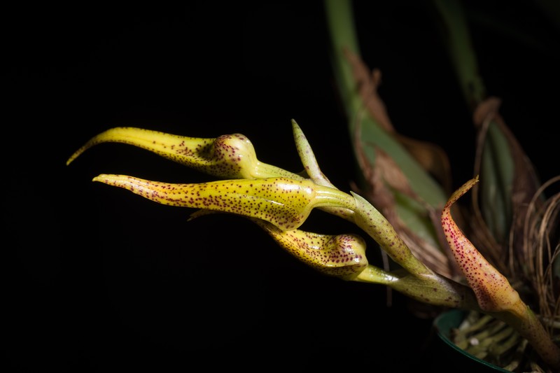 Bulbophyllum recurvilabre photo 3