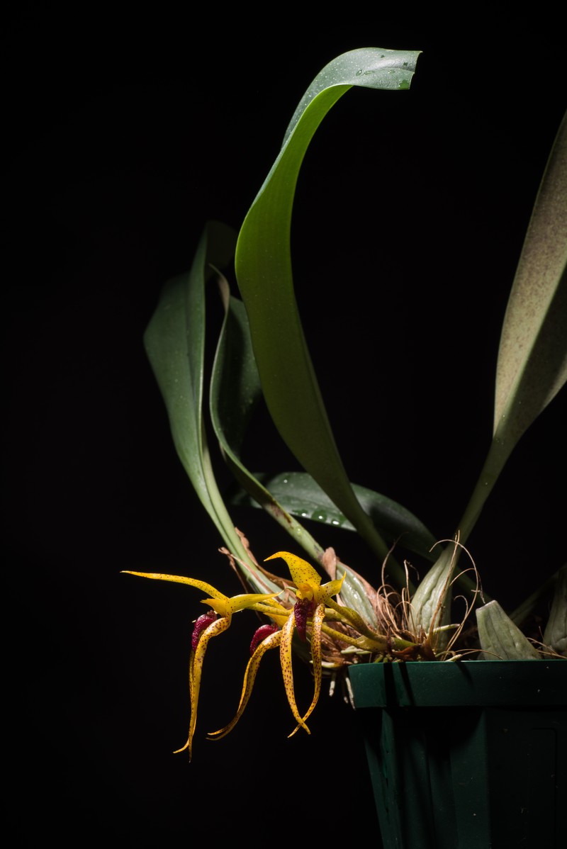 Bulbophyllum recurvilabre photo 4