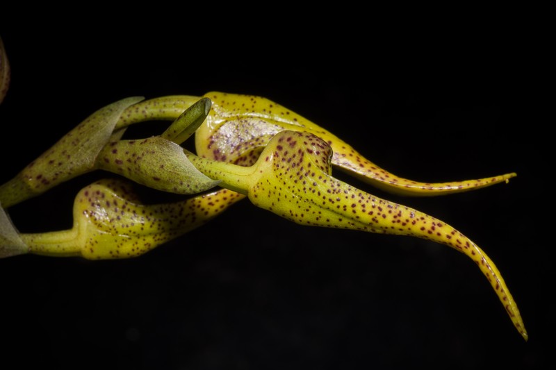 Bulbophyllum recurvilabre photo 5