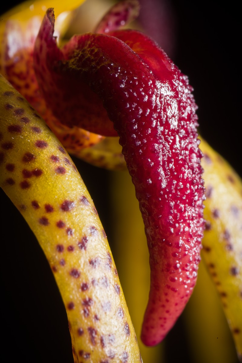 Bulbophyllum recurvilabre photo 6