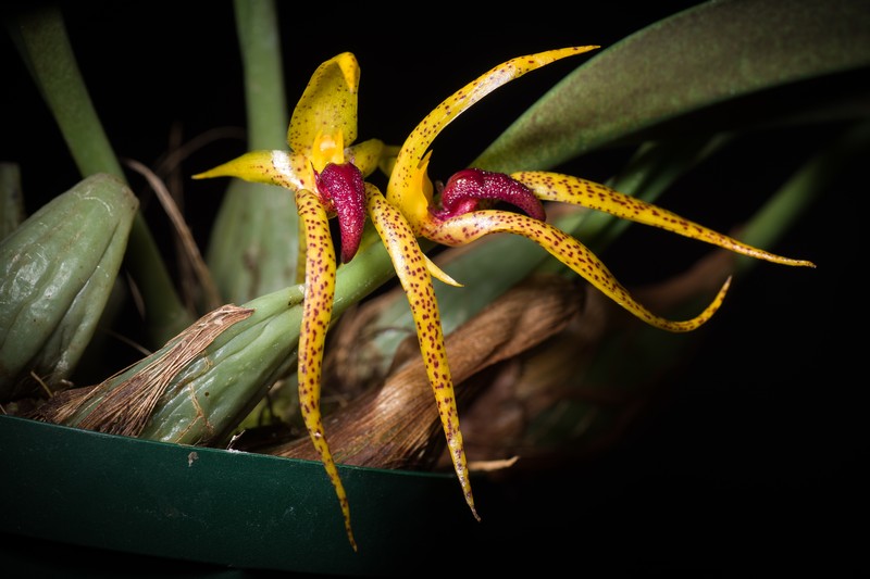 Bulbophyllum recurvilabre photo 7