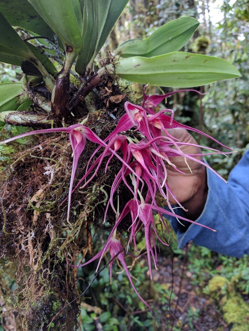Bulbophyllum reevei