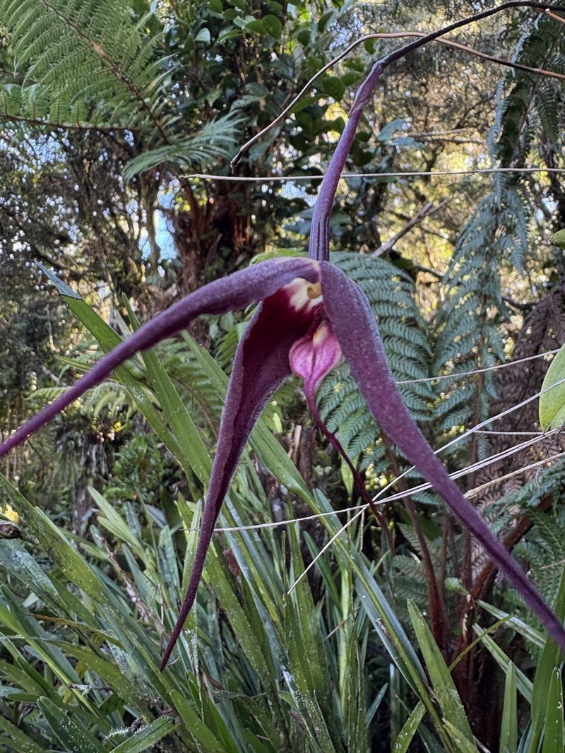 Bulbophyllum reevei photo 2