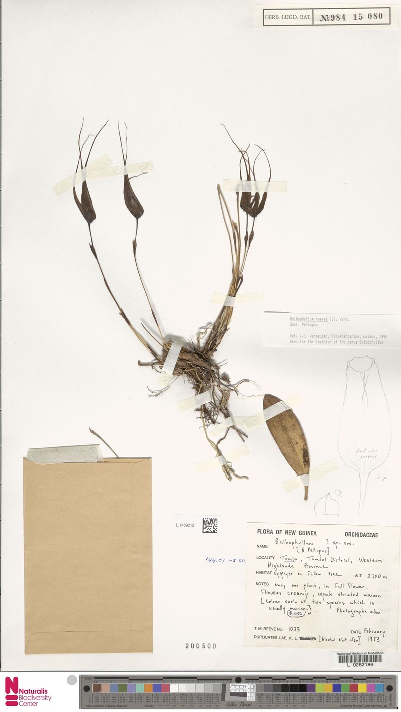 Bulbophyllum reevei photo 4