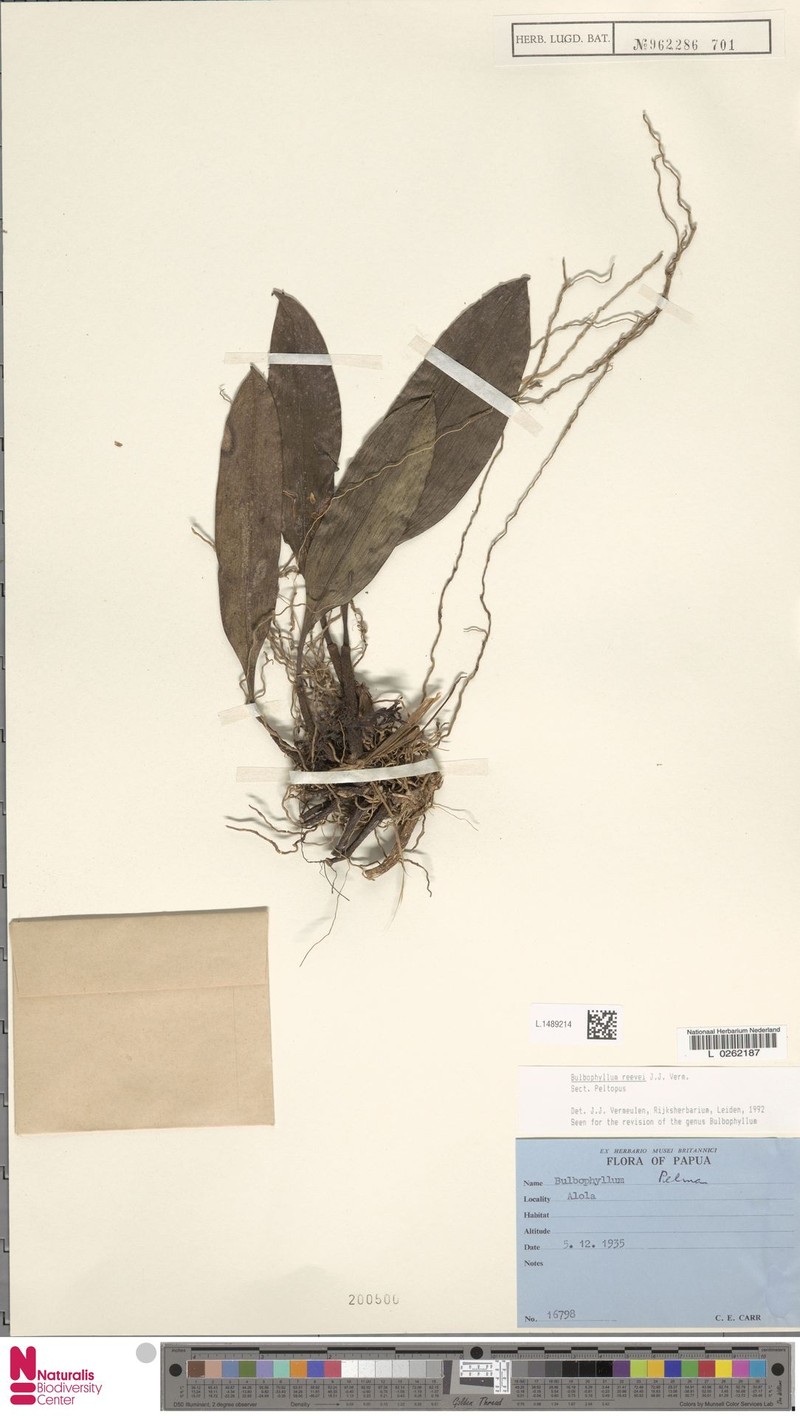 Bulbophyllum reevei photo 6