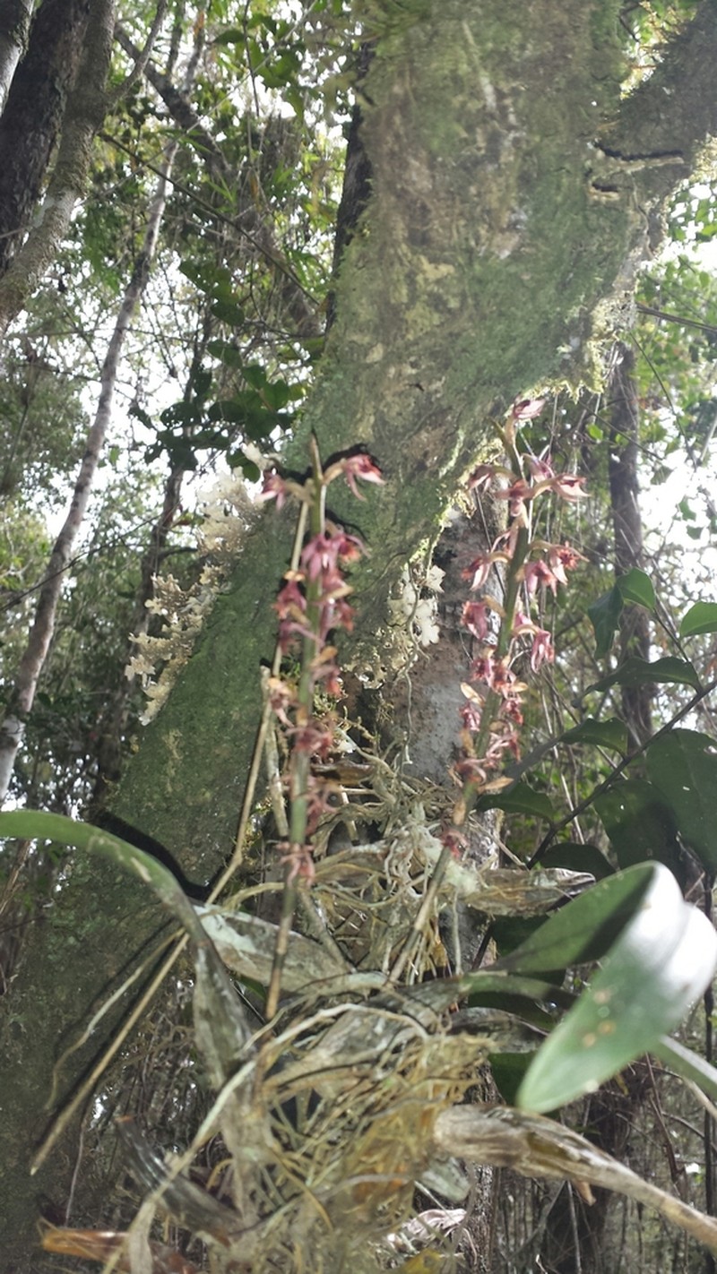 Bulbophyllum reflexiflorum photo 2