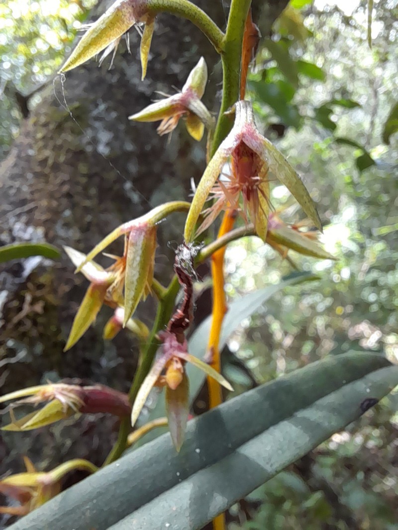 Bulbophyllum reflexiflorum photo 3