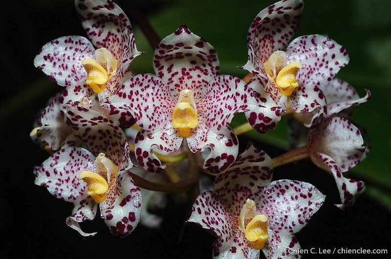 Bulbophyllum refractilingue