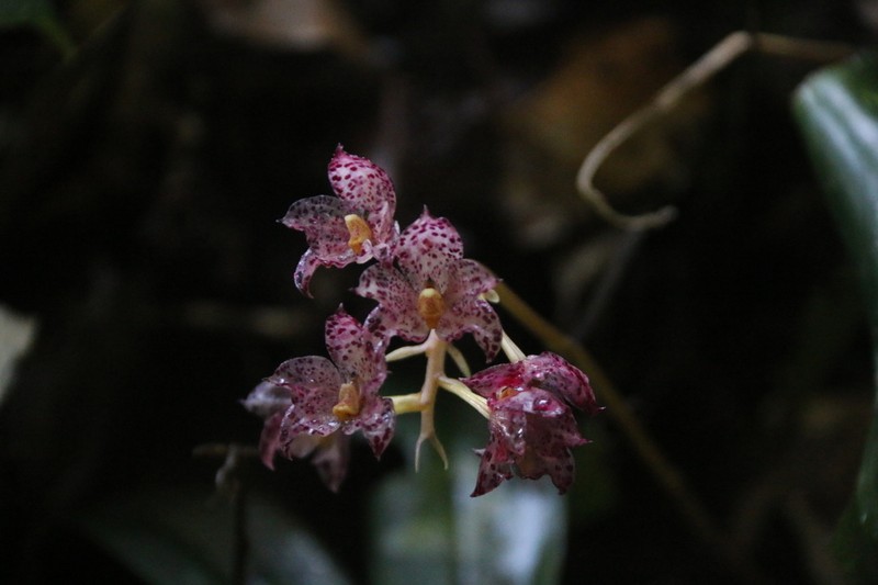 Bulbophyllum refractilingue photo 2