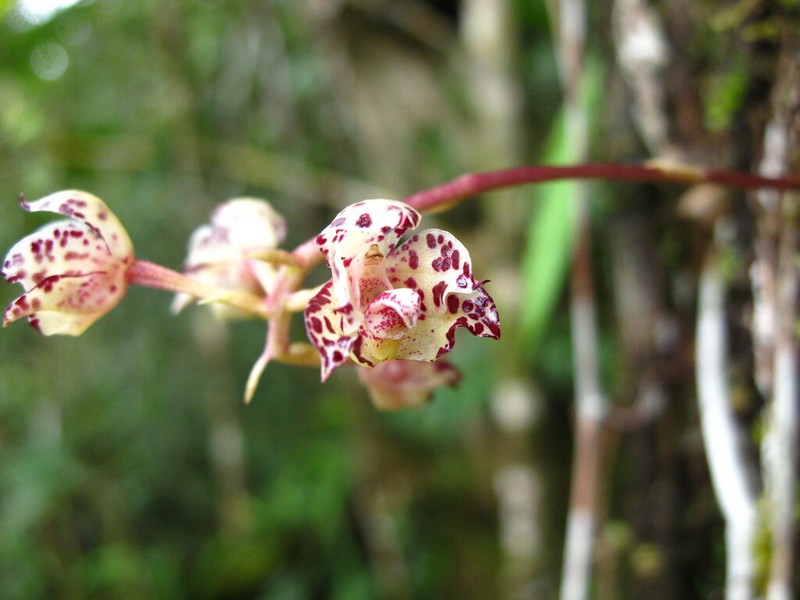 Bulbophyllum refractilingue photo 3