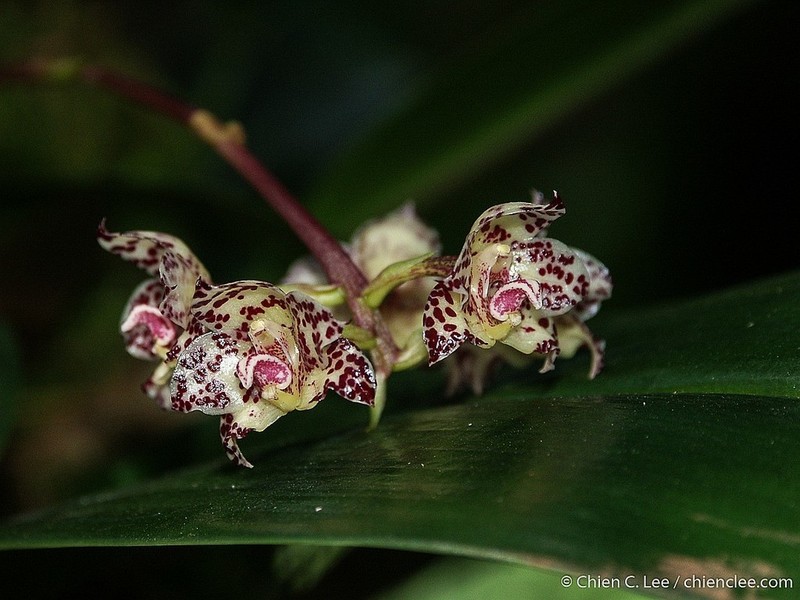 Bulbophyllum refractilingue photo 5
