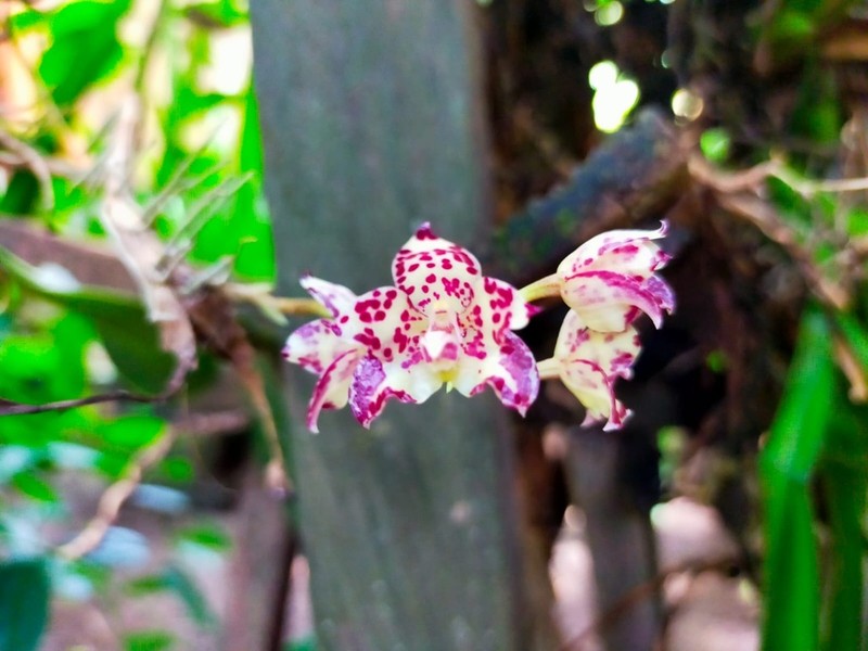 Bulbophyllum refractilingue photo 6