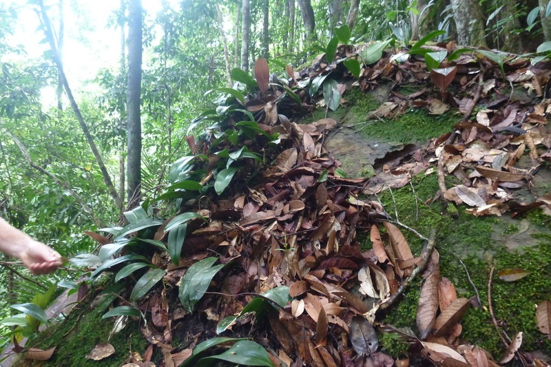 Bulbophyllum refractilingue photo 7