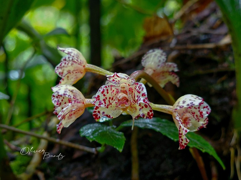 Bulbophyllum refractilingue photo 8