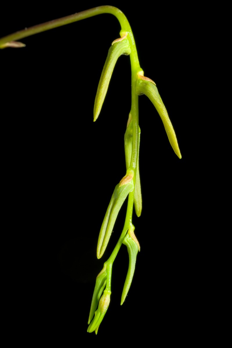 Bulbophyllum refractum