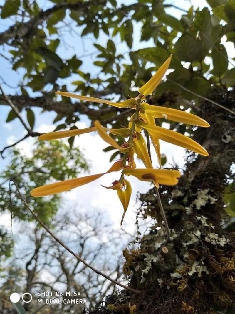 Bulbophyllum refractum photo 2