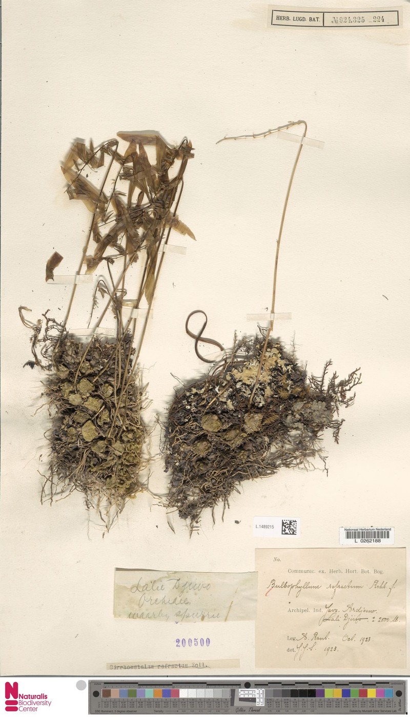 Bulbophyllum refractum photo 4