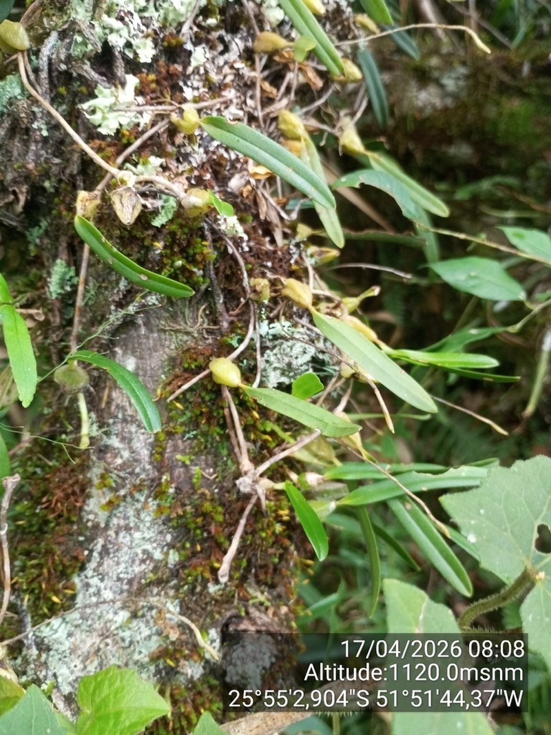 Bulbophyllum regnellii