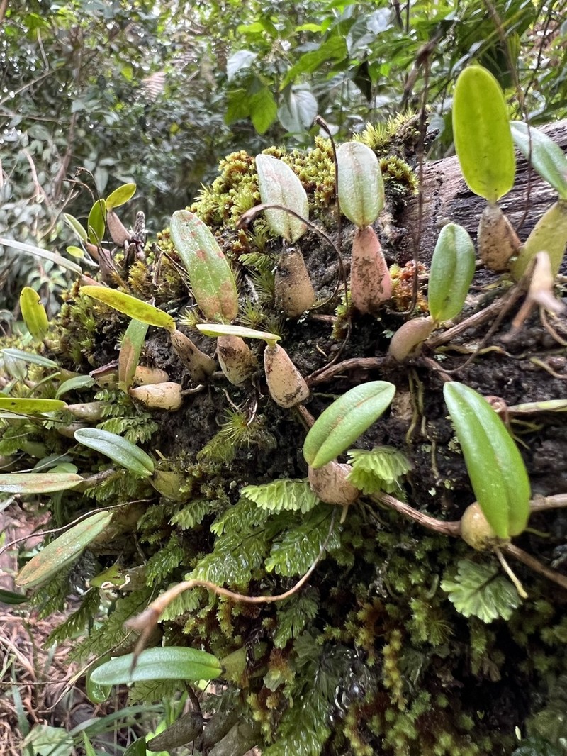 Bulbophyllum regnellii photo 2