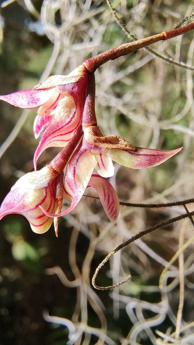 Bulbophyllum regnellii photo 3
