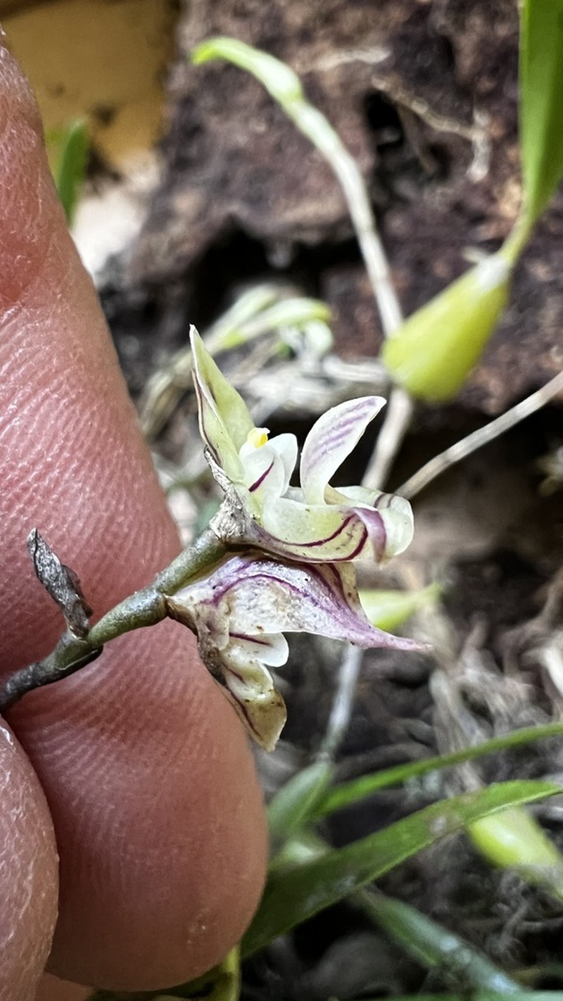 Bulbophyllum regnellii photo 5