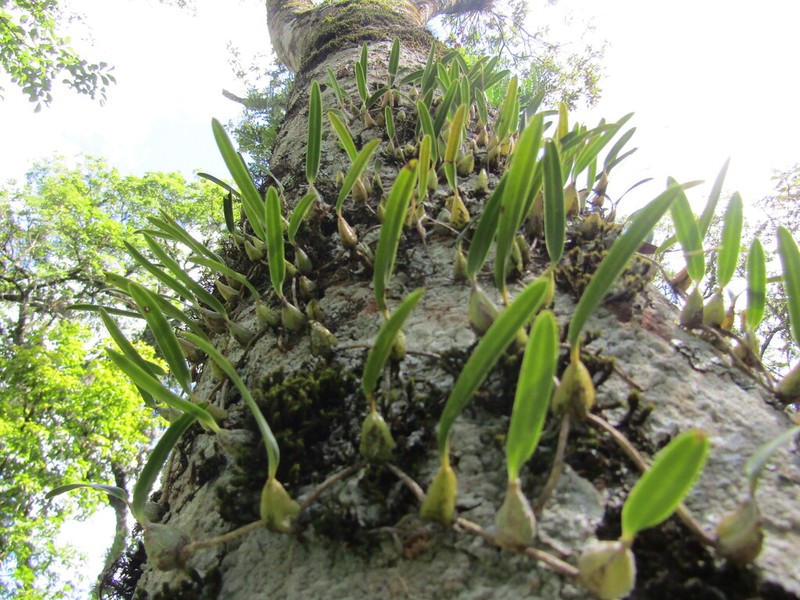 Bulbophyllum regnellii photo 6