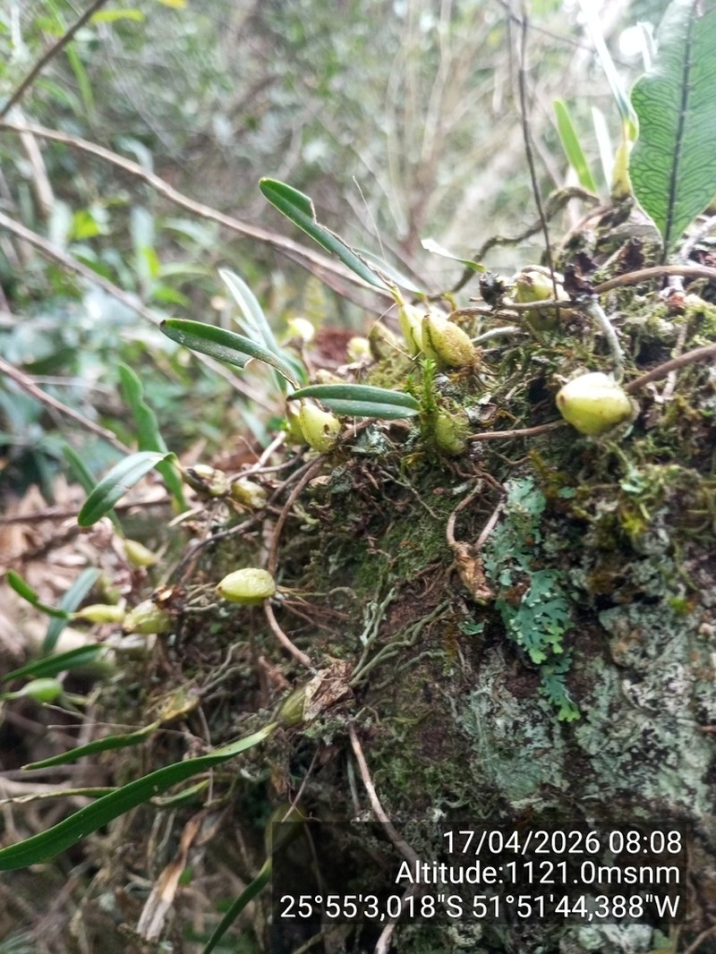 Bulbophyllum regnellii photo 7