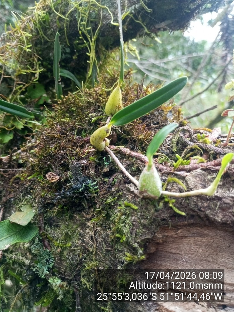Bulbophyllum regnellii photo 8