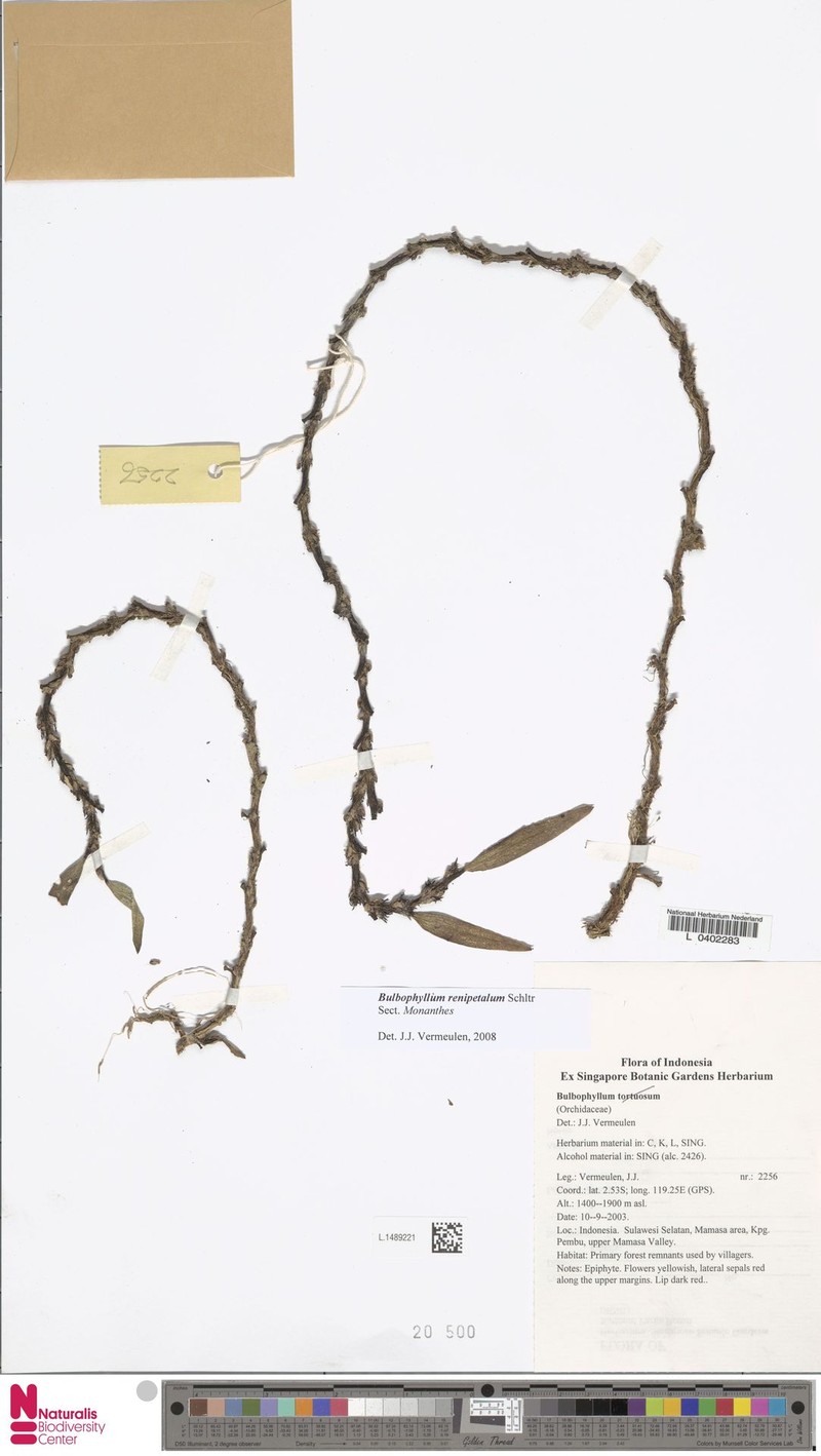 Bulbophyllum renipetalum