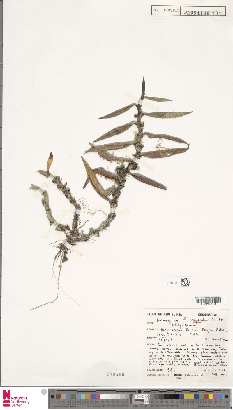 Bulbophyllum renipetalum photo 2