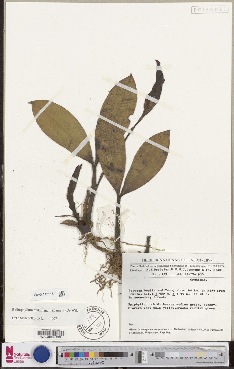 Bulbophyllum renkinianum