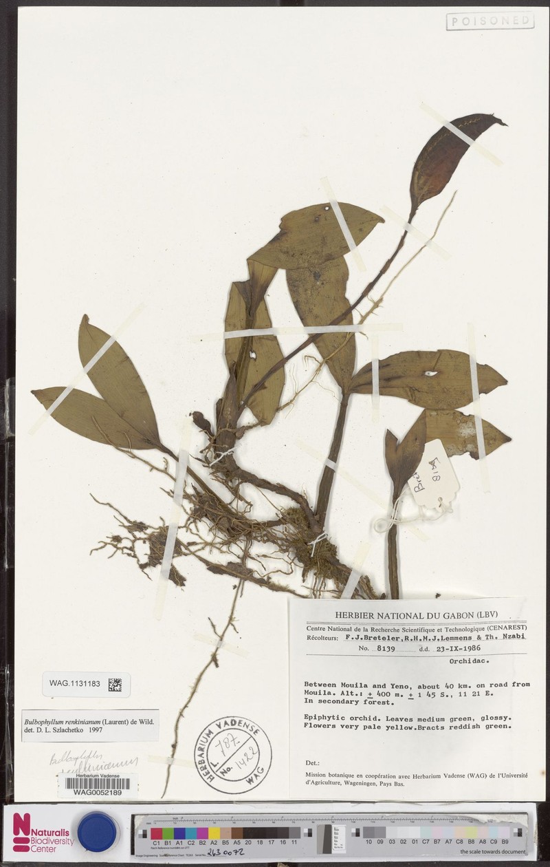 Bulbophyllum renkinianum photo 2