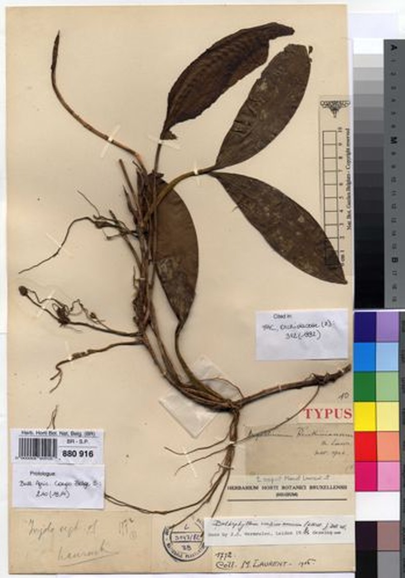 Bulbophyllum renkinianum photo 3