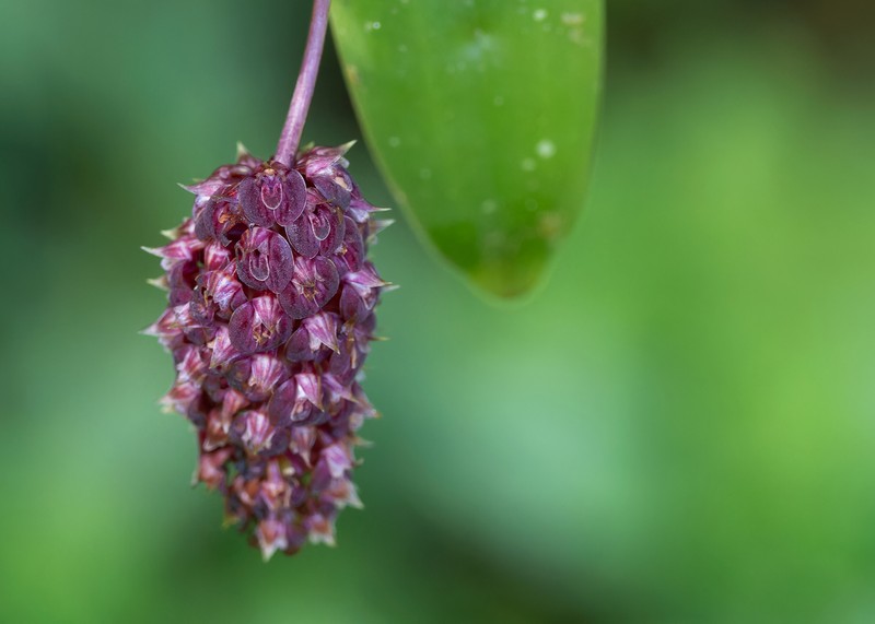 Bulbophyllum repens photo 4