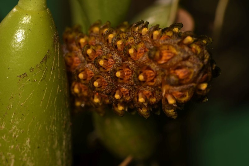 Bulbophyllum repens photo 5
