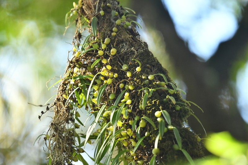 Bulbophyllum reptans