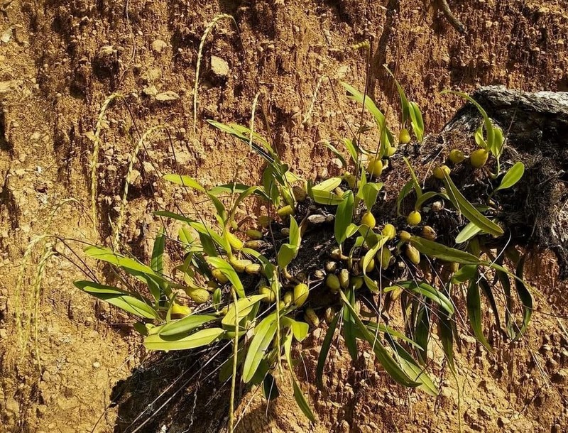 Bulbophyllum reptans photo 2